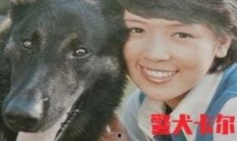 警犬卡尔在线观看,忠诚守护，智慧追踪